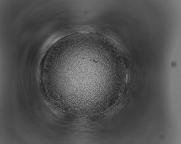 X0000096630339200802121052