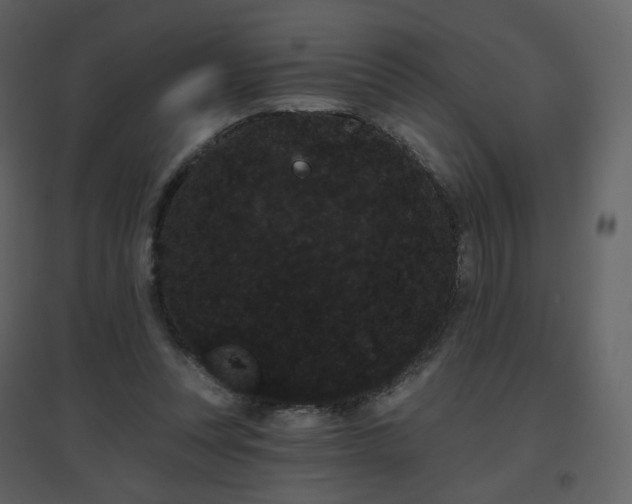 X0000096630351200802121052