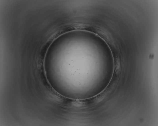 X0000096630367200802121052