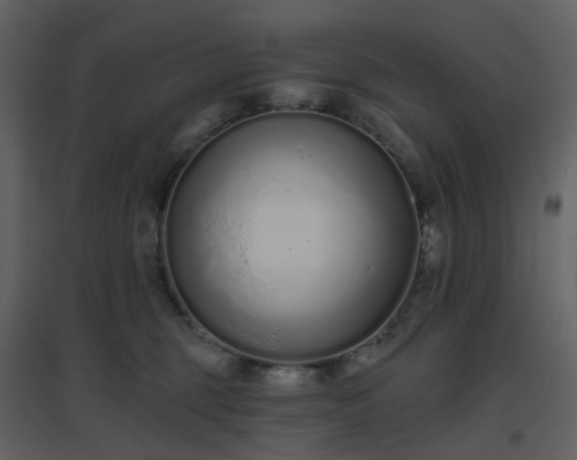 X0000096630375200802121052