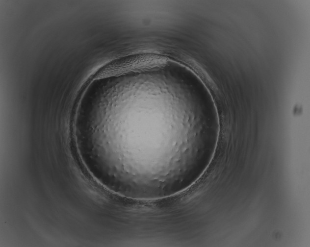 X0000096630386200802121052