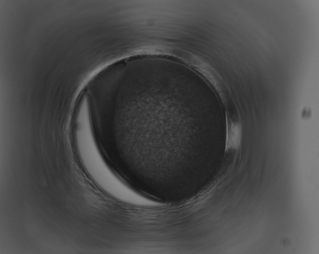 X0000096630387200802121052