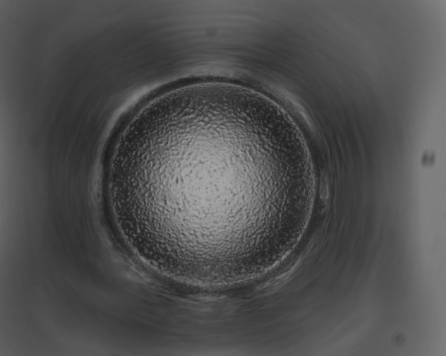 X0000096630388200802121052