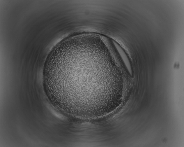 X0000096630390200802121052