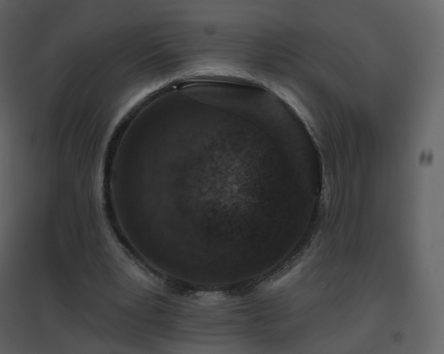X0000096630391200802121052