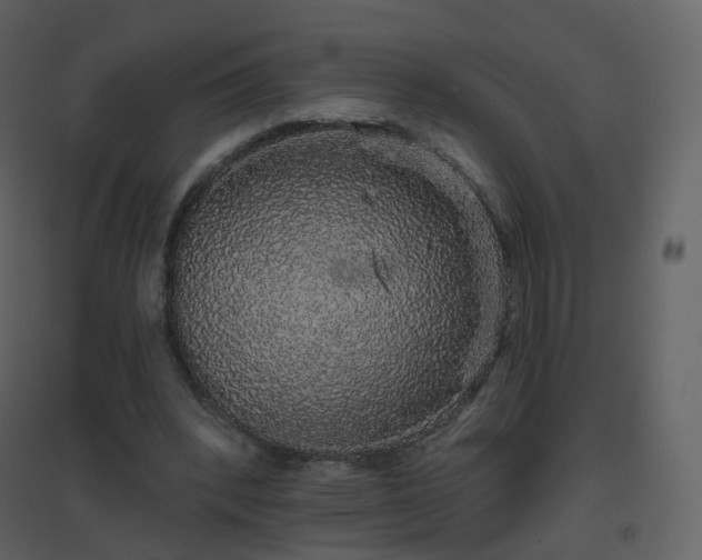 X0000096630392200802121052