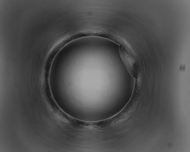 X0000096630396200802121052