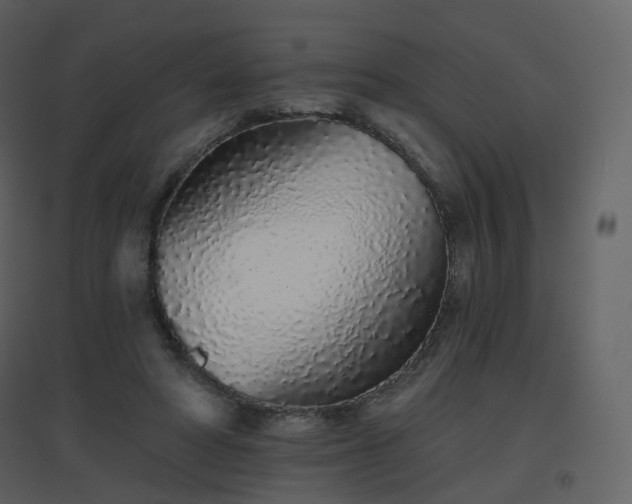 X0000096630402200802121052