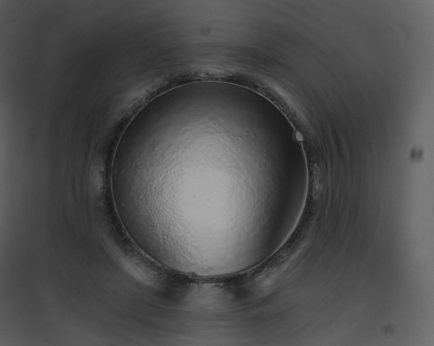 X0000096630451200802121051