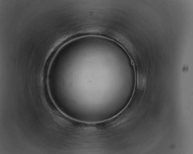 X0000096630483200802121050