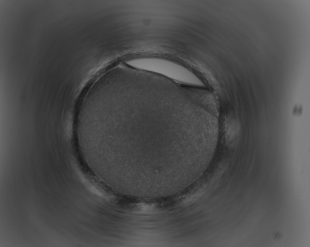 X0000096630496200802121050