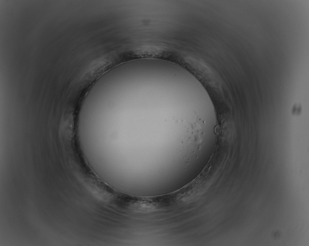 X0000096630498200802121050
