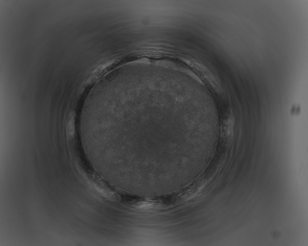 X0000096630504200802121050