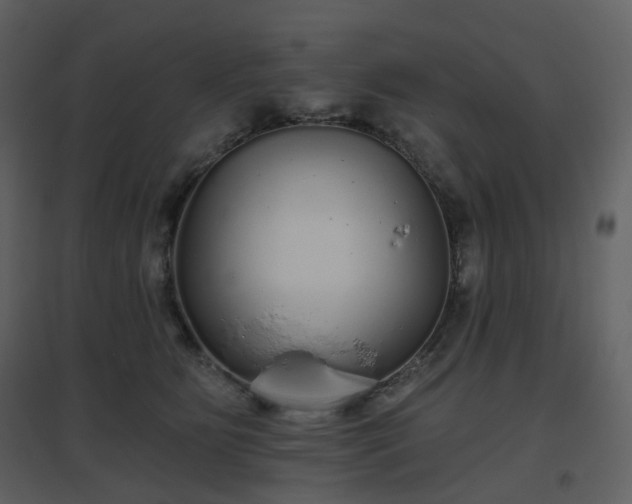 X0000096630515200802121050