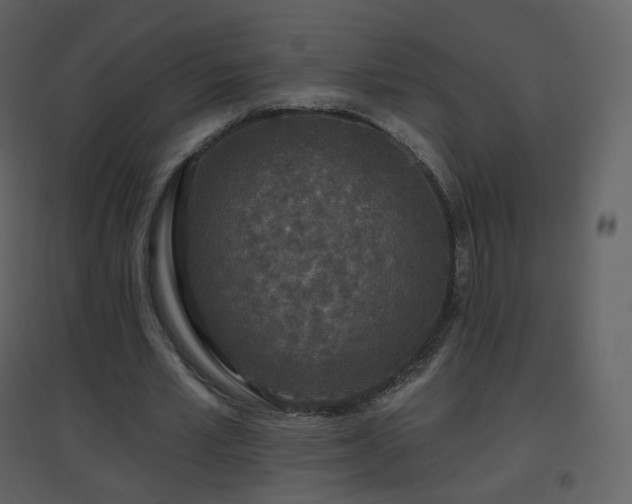 X0000096630581200802121049