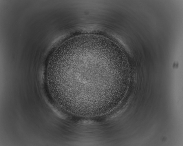 X0000096630590200802121049