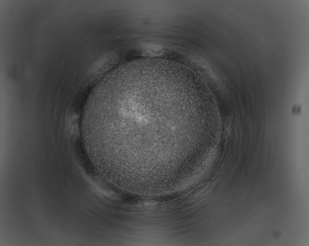 X0000096630598200802121049