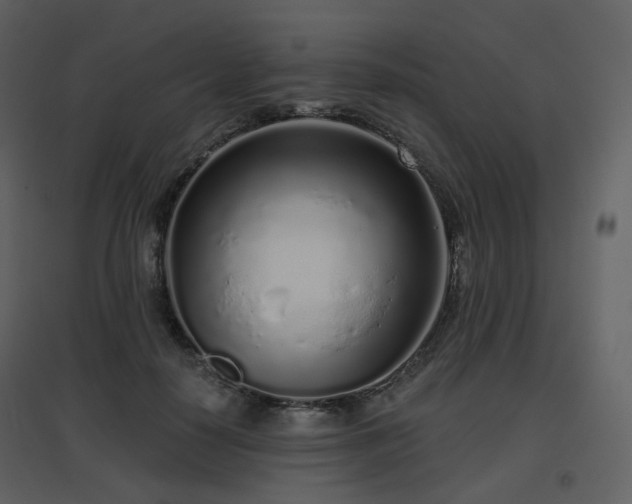 X0000096630650200802121048