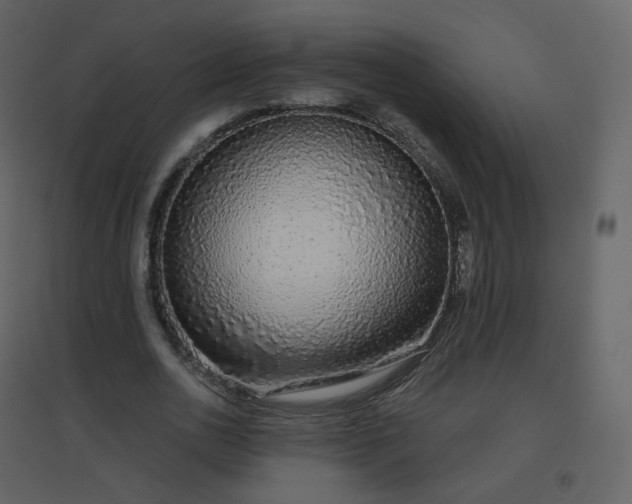 X0000096630726200802121047