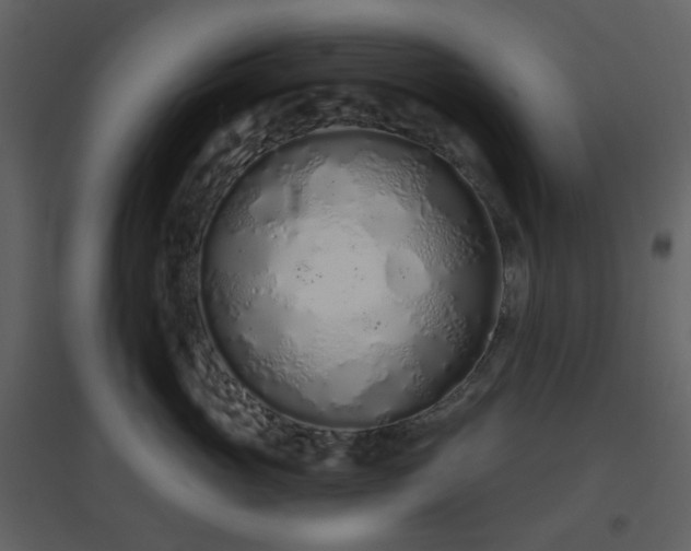 X0000096630765200802121047