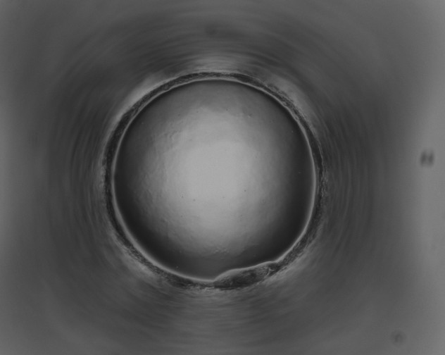 X0000096630779200802121046