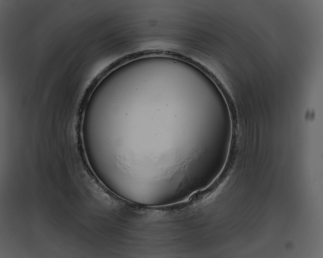 X0000096630783200802121046
