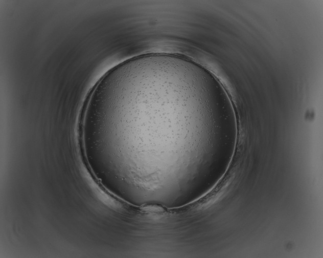 X0000096630803200802121046