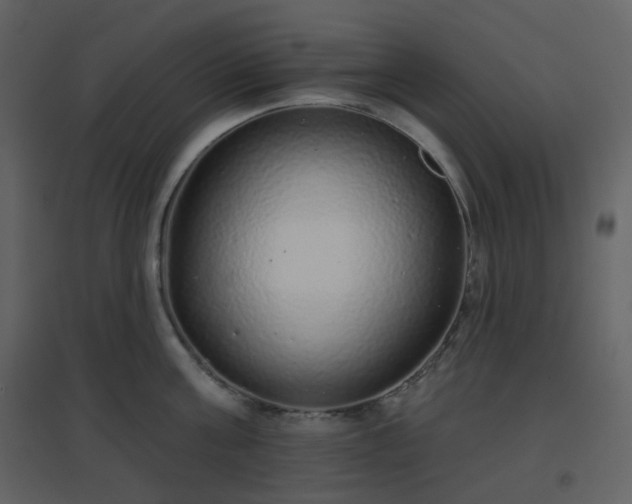 X0000096630811200802121046
