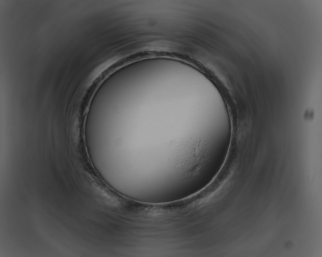 X0000096630829200802121045
