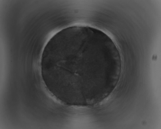 X0000096630864200802121046