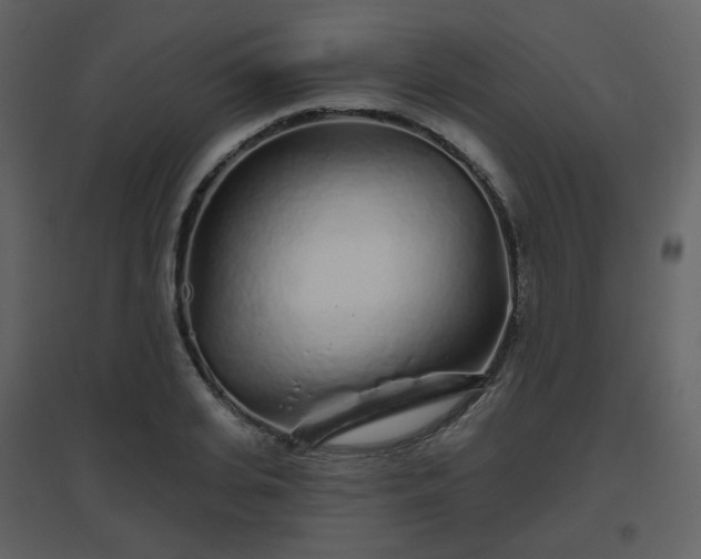 X0000096630935200802121044
