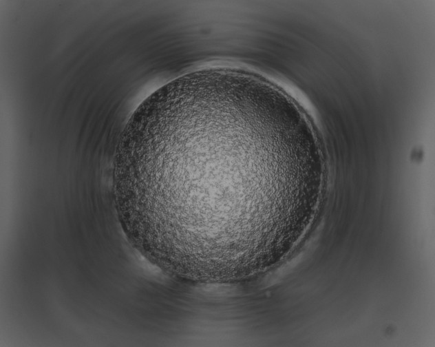 X0000096630953200802121044