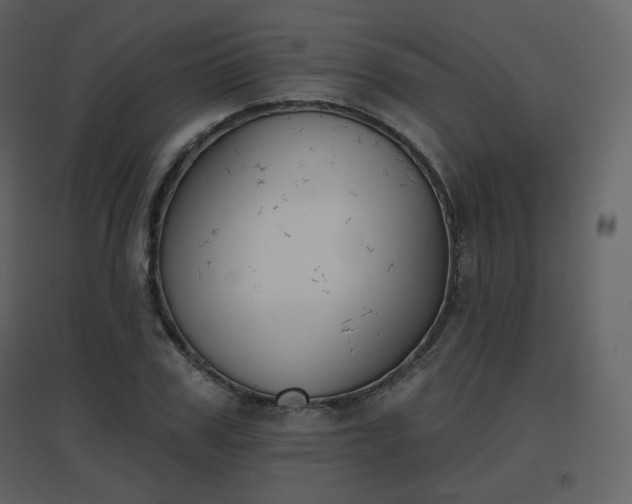 X0000096630979200802121043