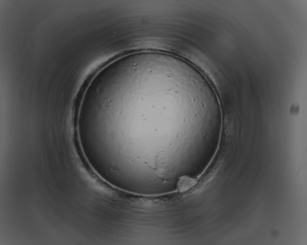 X0000096630987200802121043