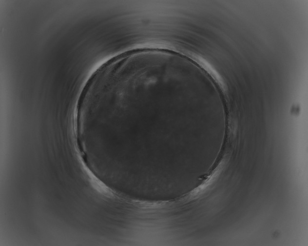 X0000096630988200802121043