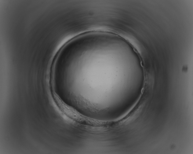 X0000096631007200802121043