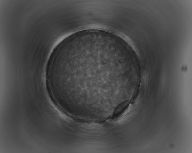X0000096631024200802121042