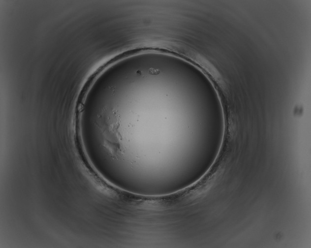 X0000096631028200802121043