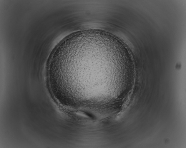 X0000096631031200802121043