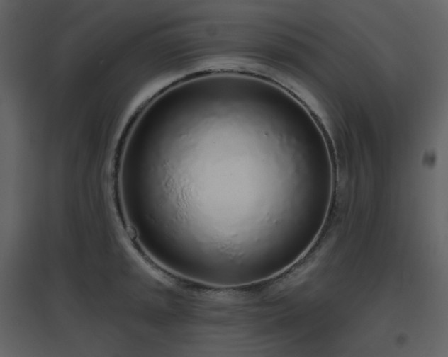 X0000096631045200802121043