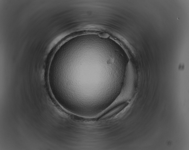 X0000096631066200802121042