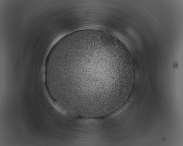 X0000096631079200802121042