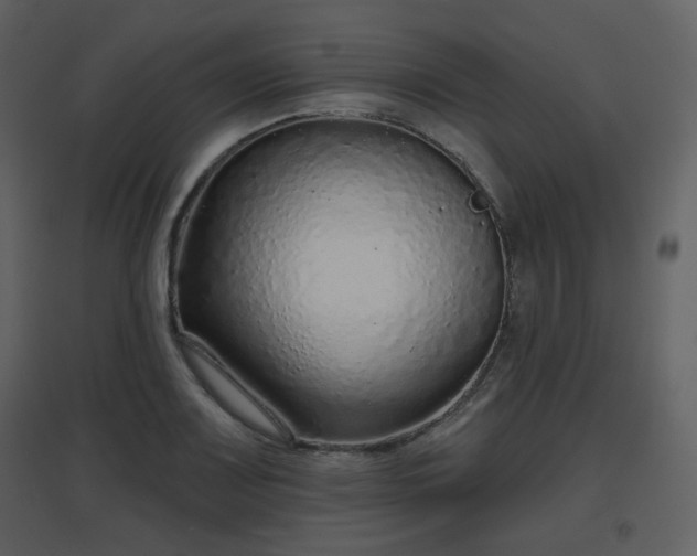 X0000096631083200802121042