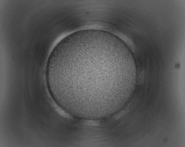 X0000096631086200802121042