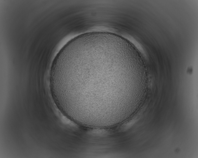X0000096631094200802121042