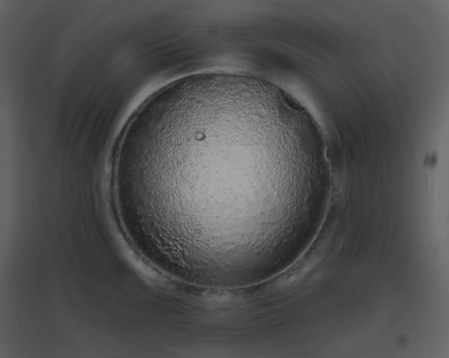 X0000096631099200802121041