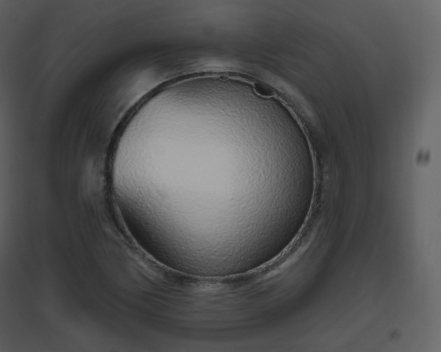 X0000096631170200802121041