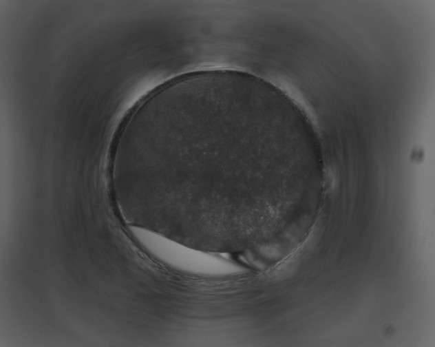 X0000096631173200802121040