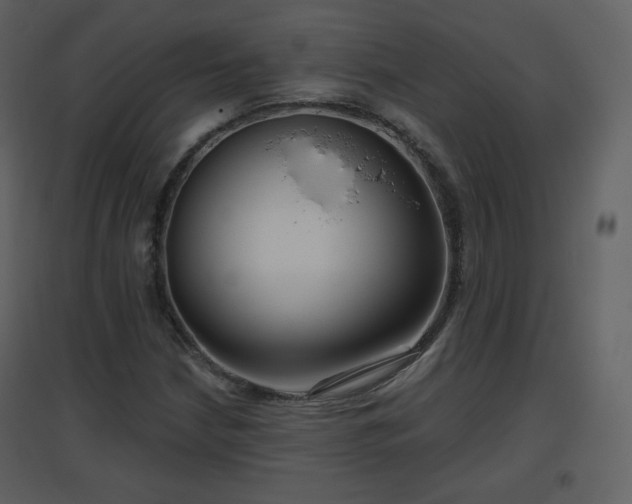 X0000096631210200802121039