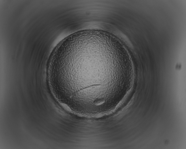 X0000096631226200802121040